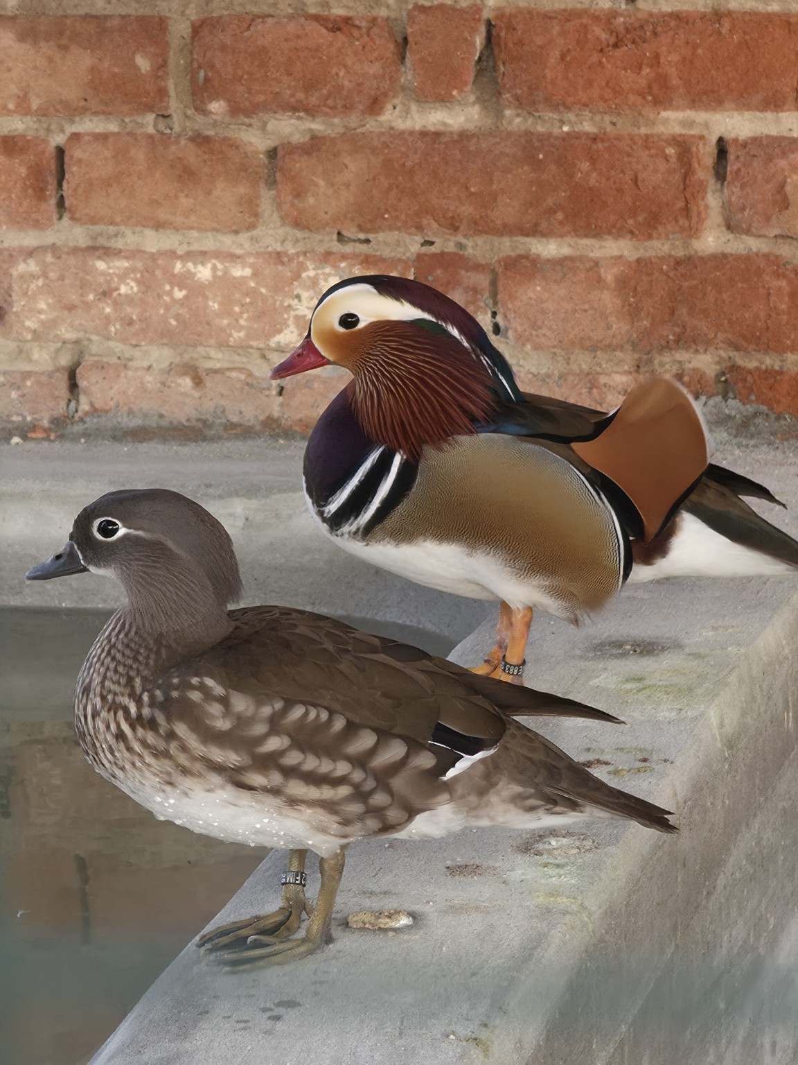 Animali da cortile della fattoria