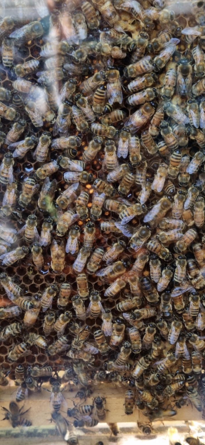 Le api sul favo osservate da vicino