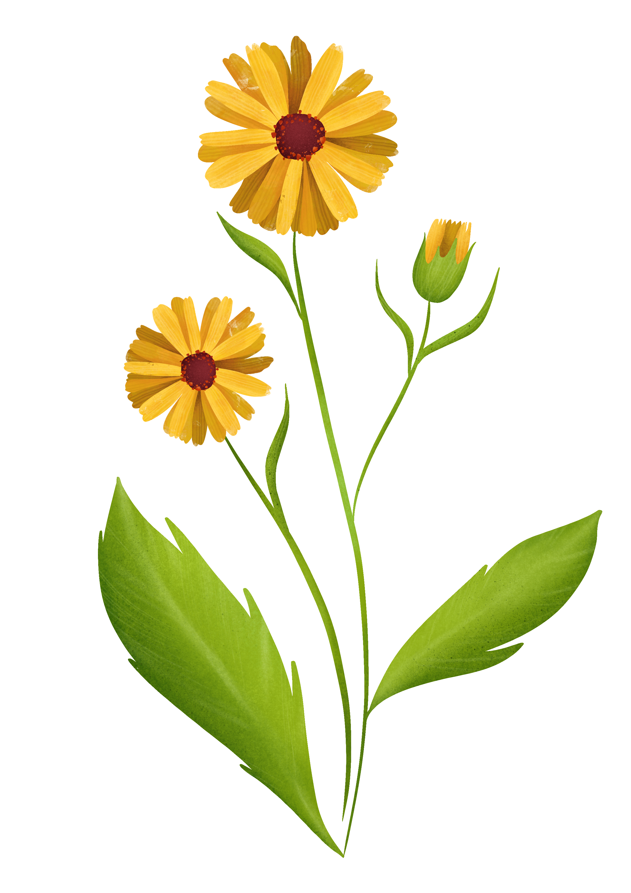 Illustrazione botanica della calendula con fiori gialli e foglie verdi