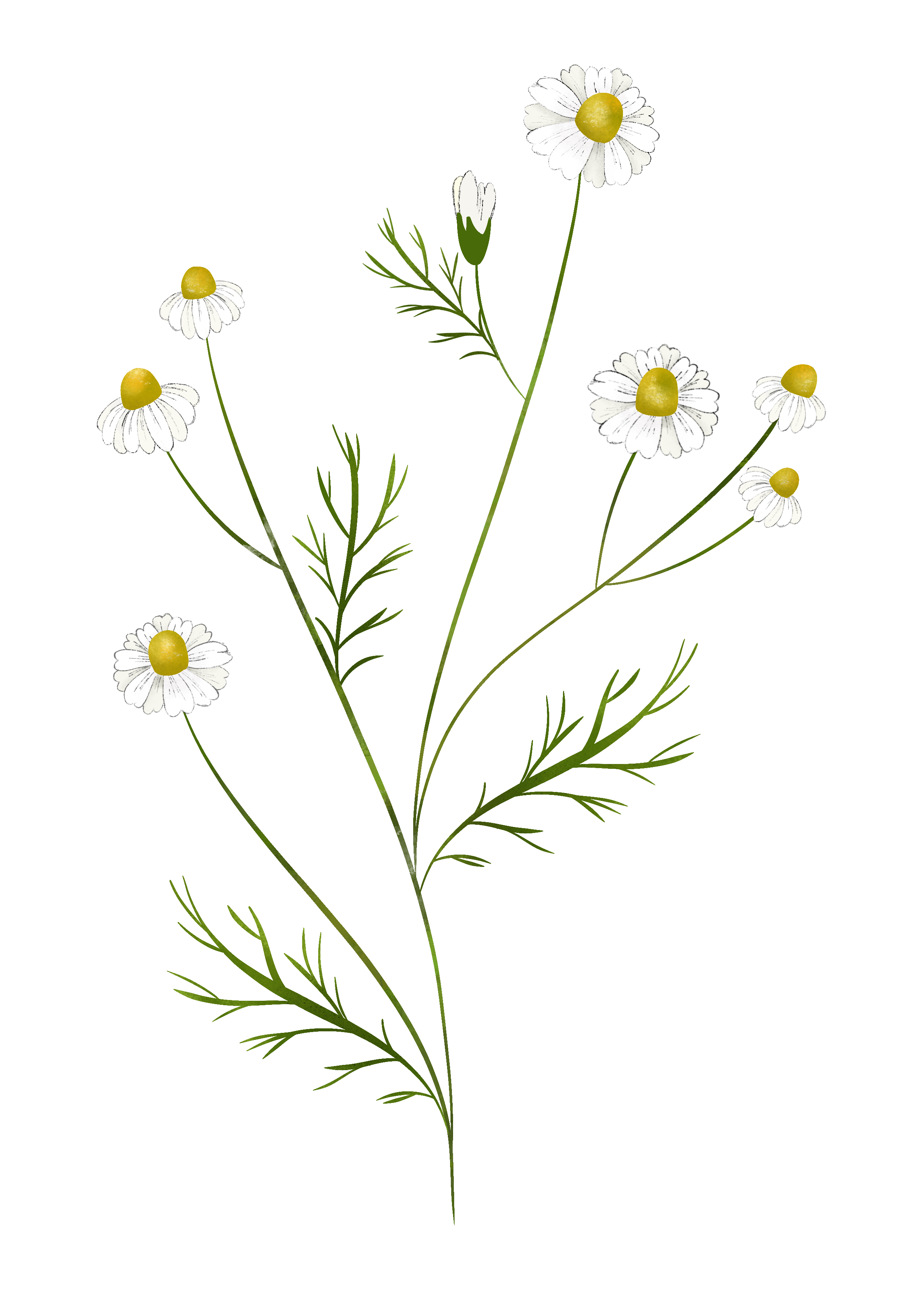 Illustrazione botanica: Camomilla