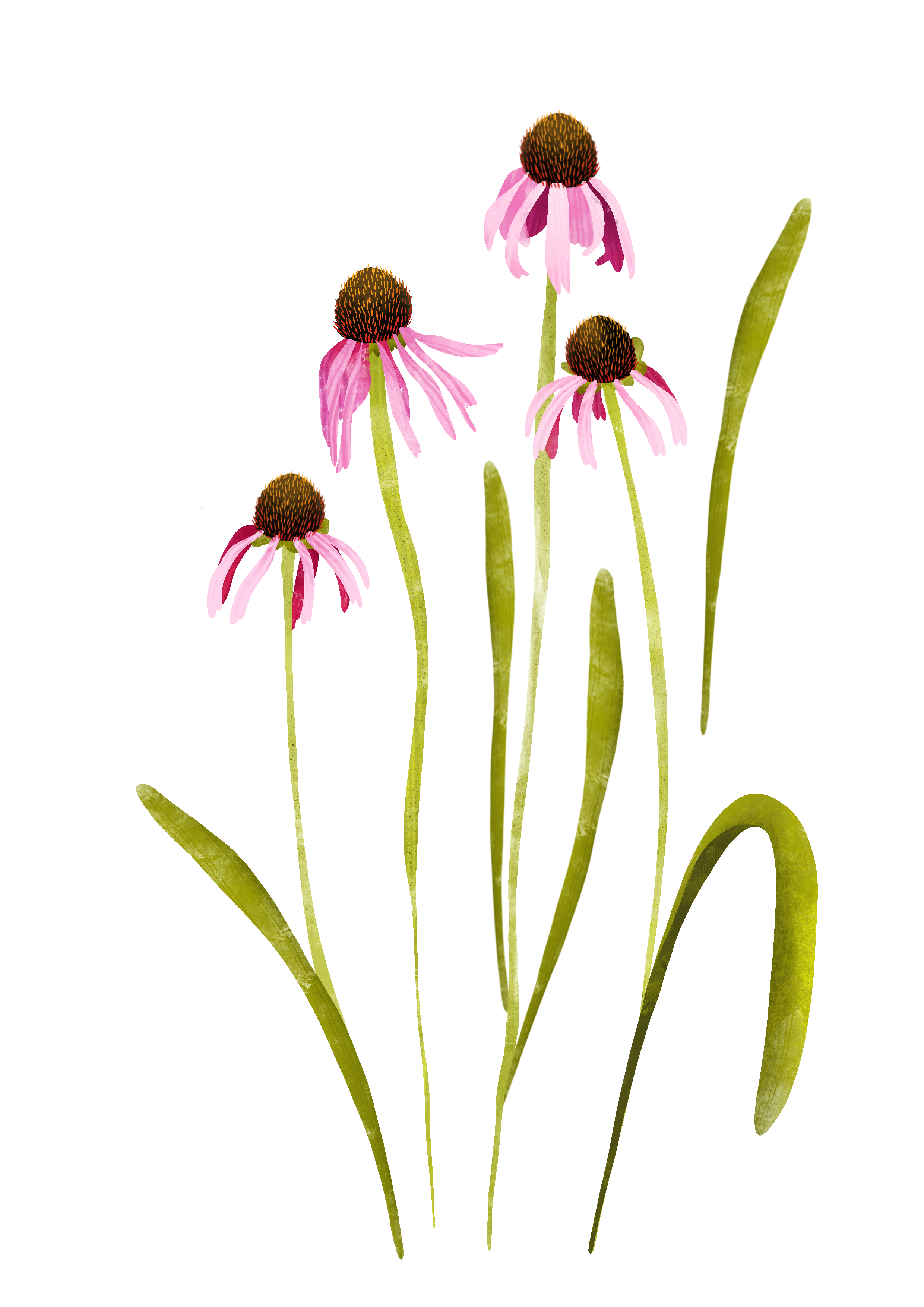 Illustrazione botanica: Echinacea