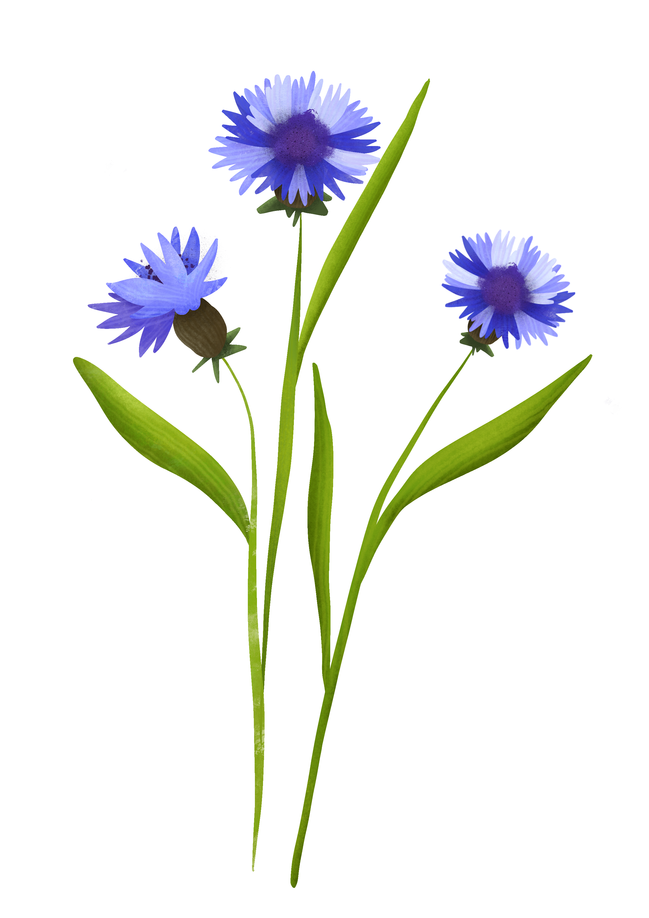Illustrazione botanica: Fiordaliso