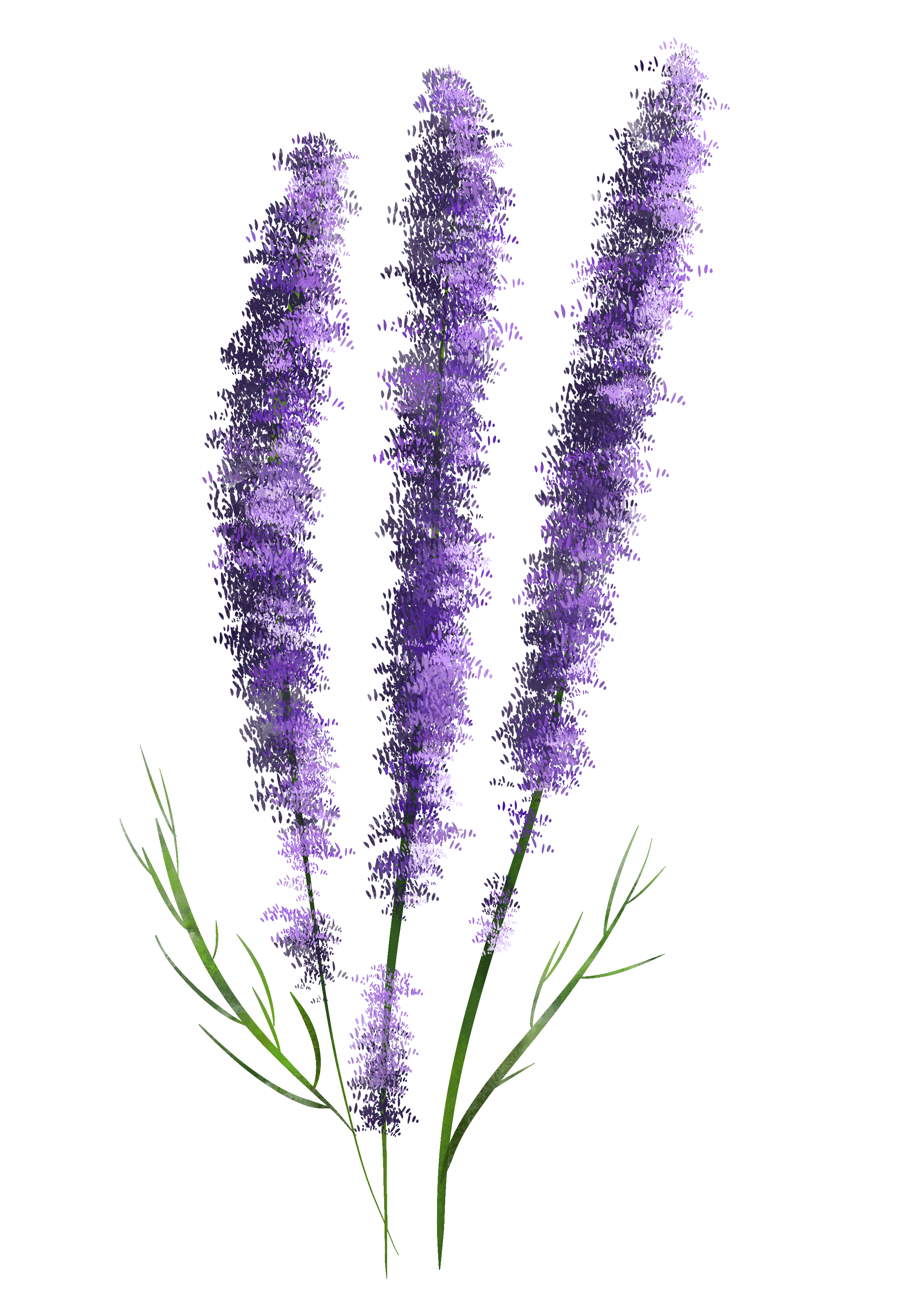 Illustrazione botanica: Lavanda