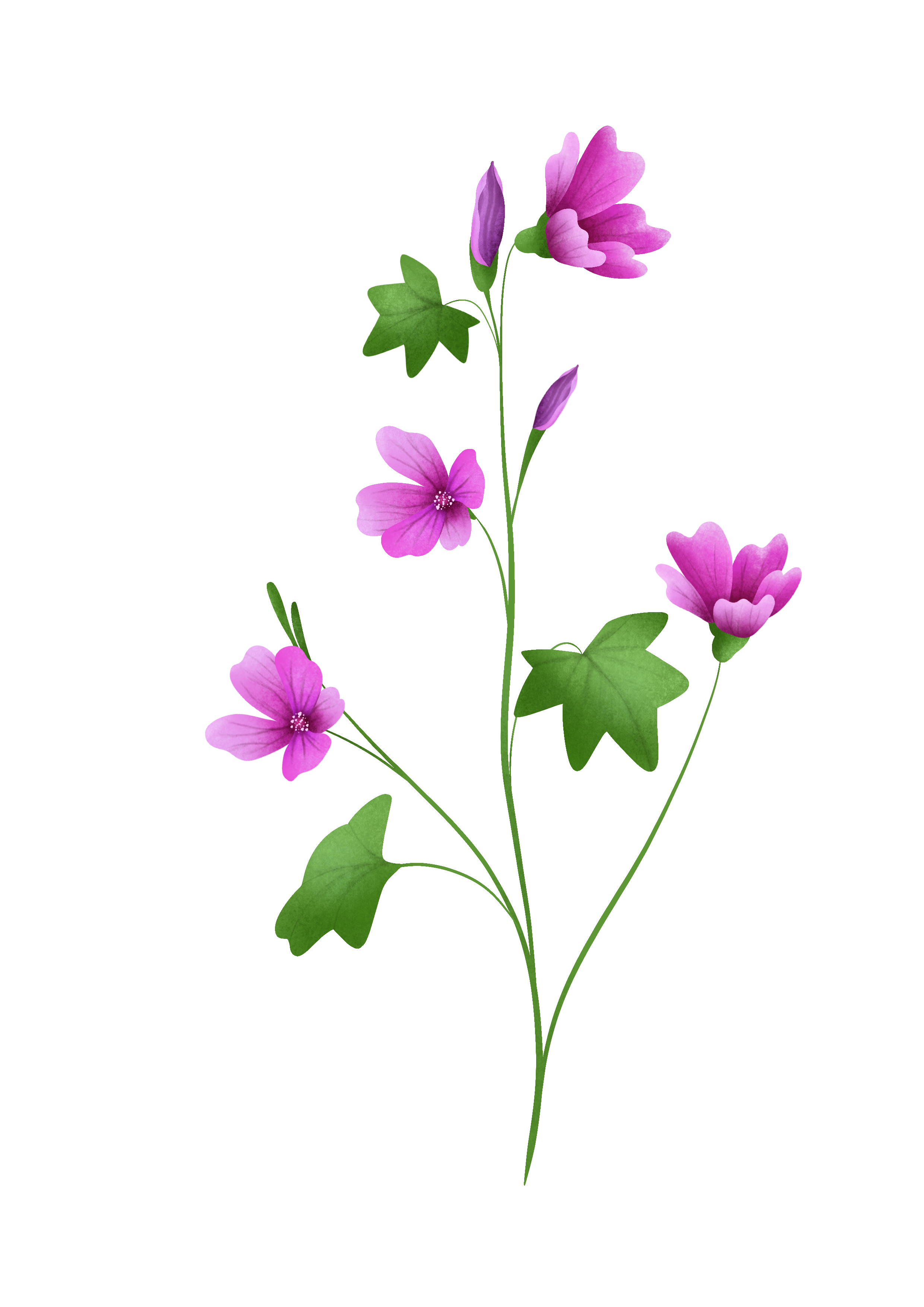 Illustrazione botanica: Malva