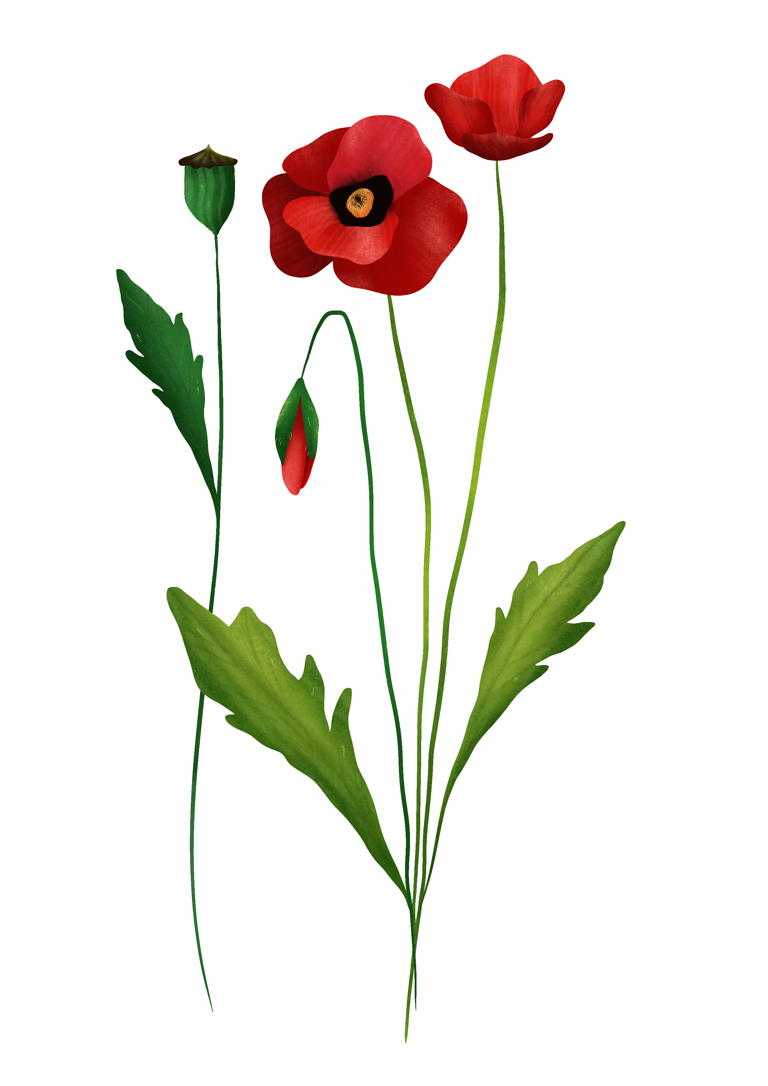 Illustrazione botanica: Papavero