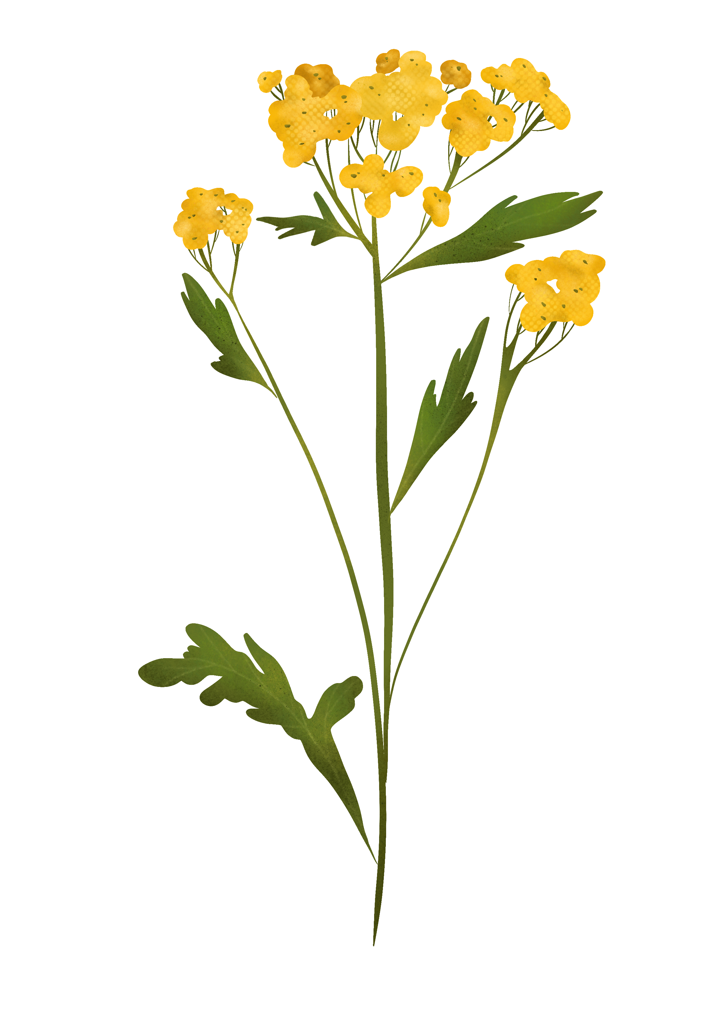 Illustrazione botanica: Tanaceto
