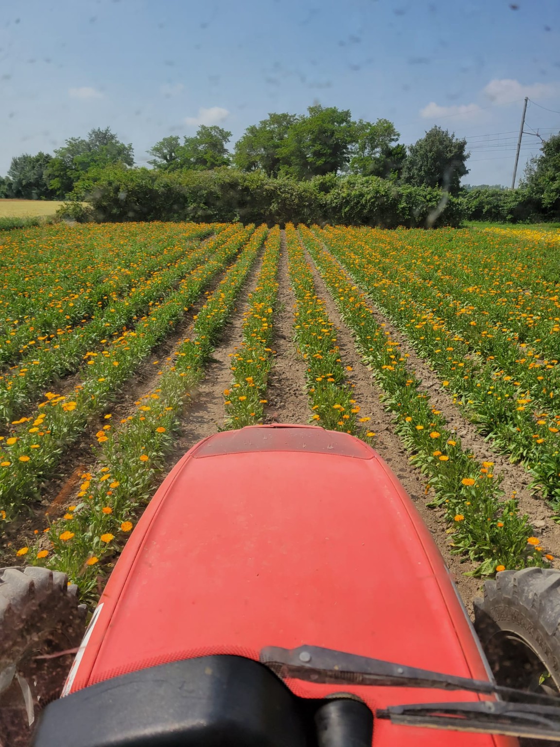La calendula in fiore nei nostri campi