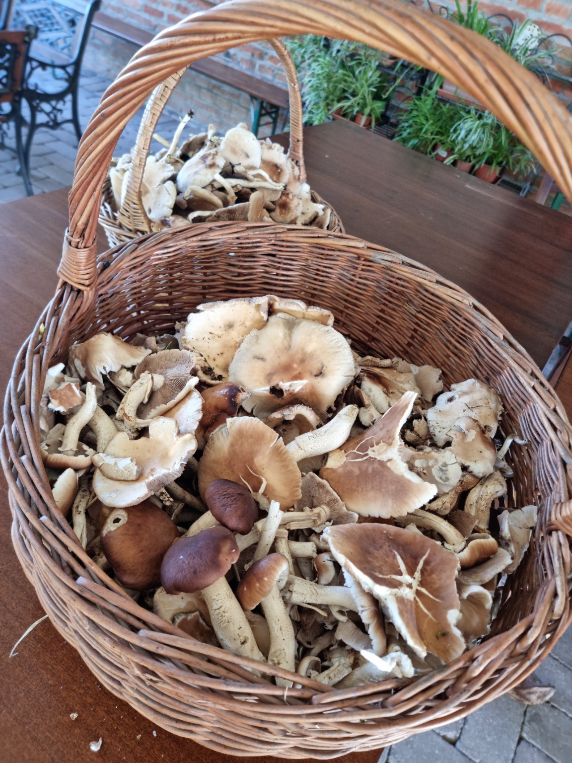 Cesti di funghi sul tavolo della corte