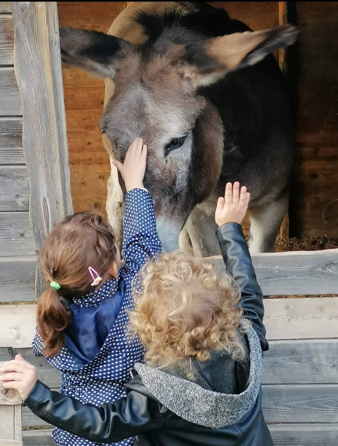 Un incontro da vicino con l’asinello