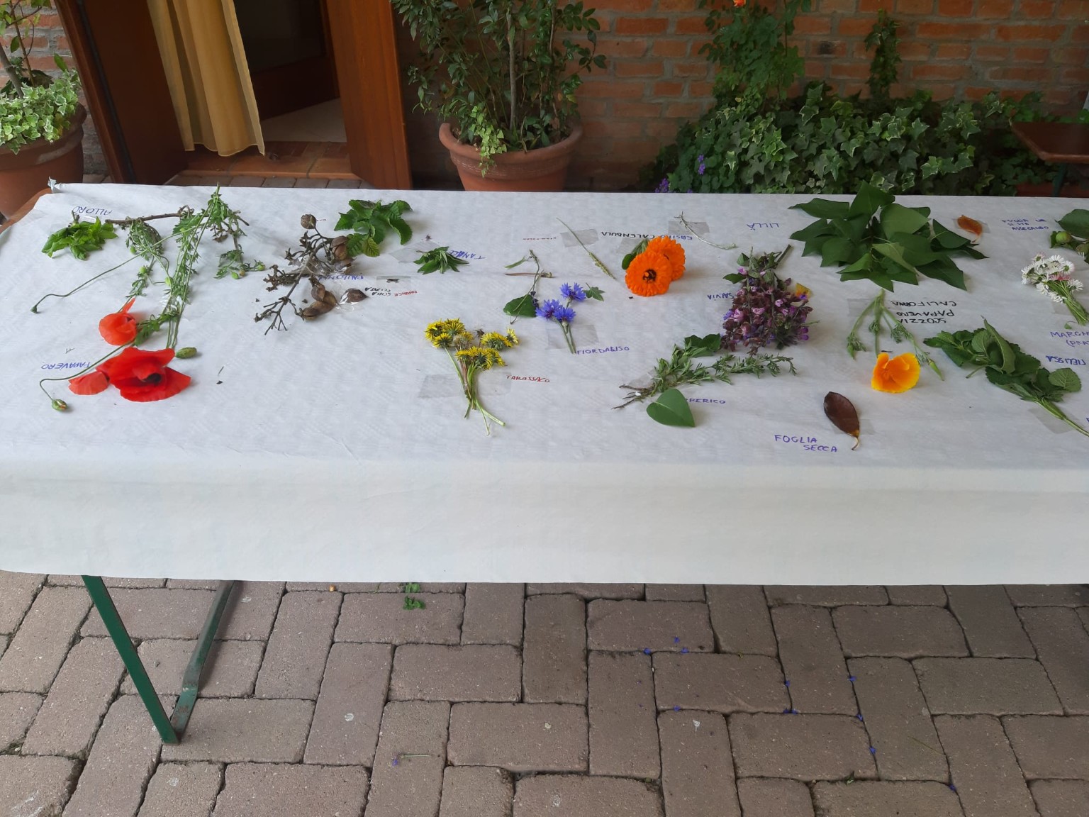 Fiori e foglie da osservare e riconoscere