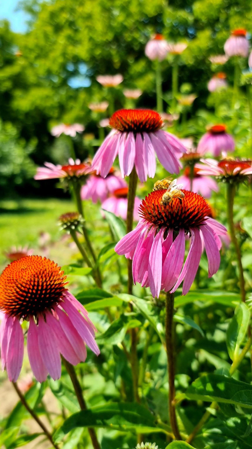 Echinacea in fiore nel verde