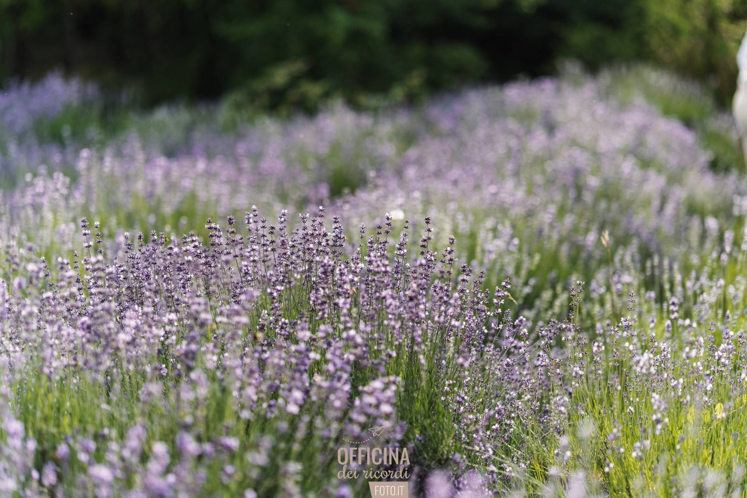La lavanda in fiore a La Calendula