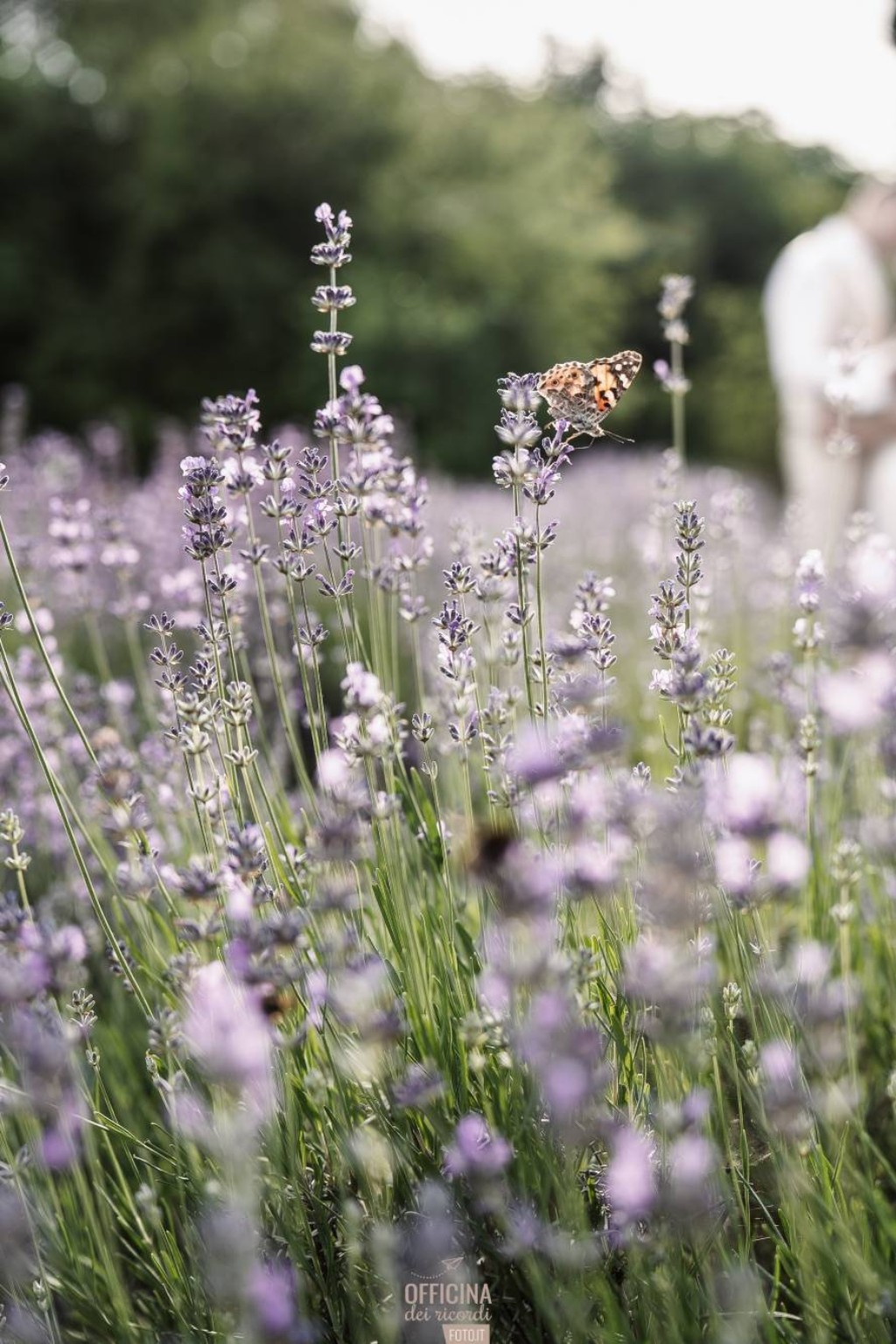 Spighe di lavanda in fiore viste da vicino