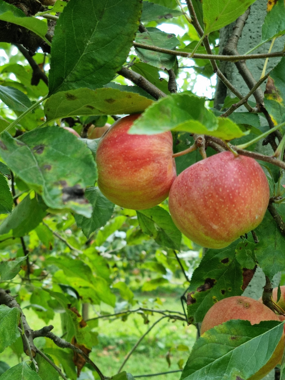 Le mele sui nostri alberi