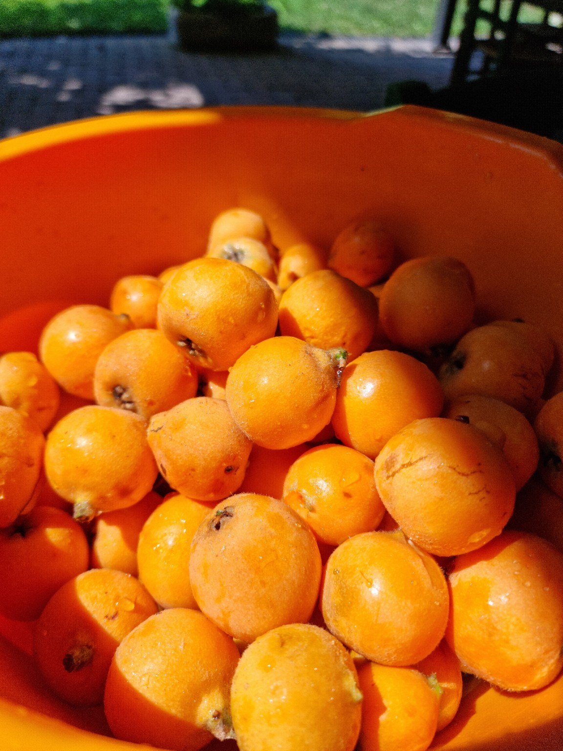 Le nespole di stagione