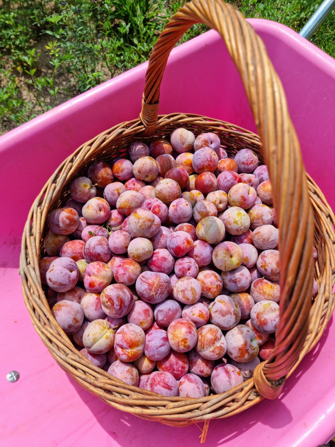 Le susine appena raccolte
